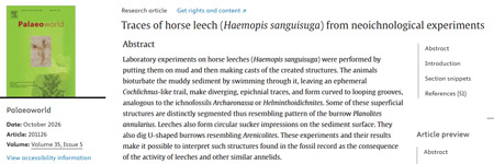 Traces of horse leech (Haemopis sanguisuga) from neoichnological experiments